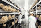 "Магнит" инвестировал в производство грибов 1 млрд рублей