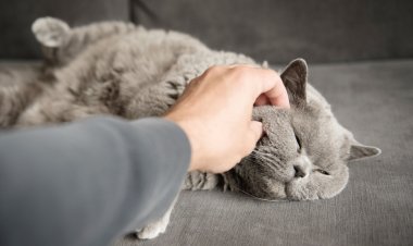 Кошкины щечки будут в восторге: подарите настоящее удовольствие питомцу