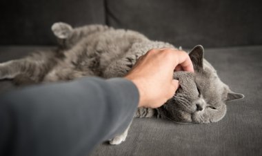 Зачем кошке кошачья мята? Узнайте секрет ее магии!