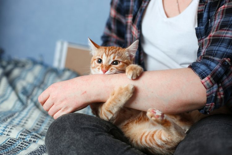 Кошка объявила на вас охоту? Вот с чем это может быть связано